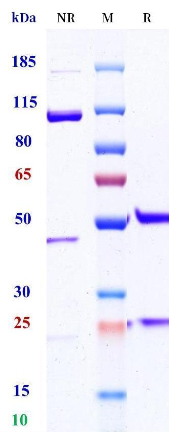 0 - Anti-UPK1B Reference Antibody (Abbvie patent anti-UPK1B) APR11401