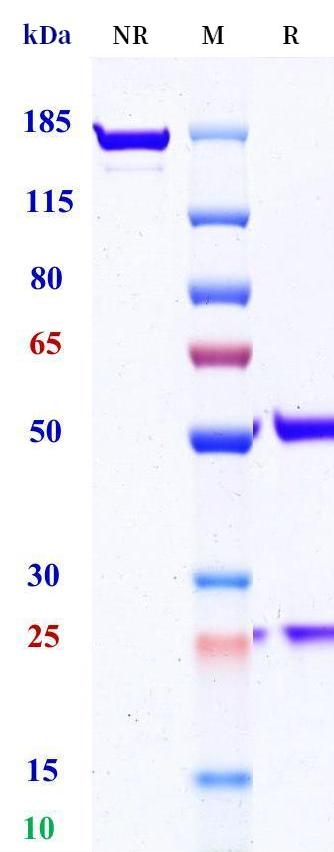 0 - Anti-APCDD1 Reference Antibody (Stem Centrx patent anti-APCDD1) APR11402