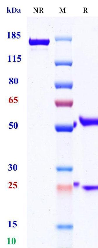 0 - Anti-FZD5 Reference Antibody (U.Toronto patent anti-FZD5) APR11403