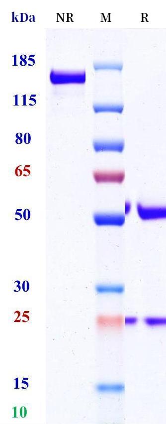 0 - Anti-LRP6 Reference Antibody (Genentech patent anti-LRP6) APR11404