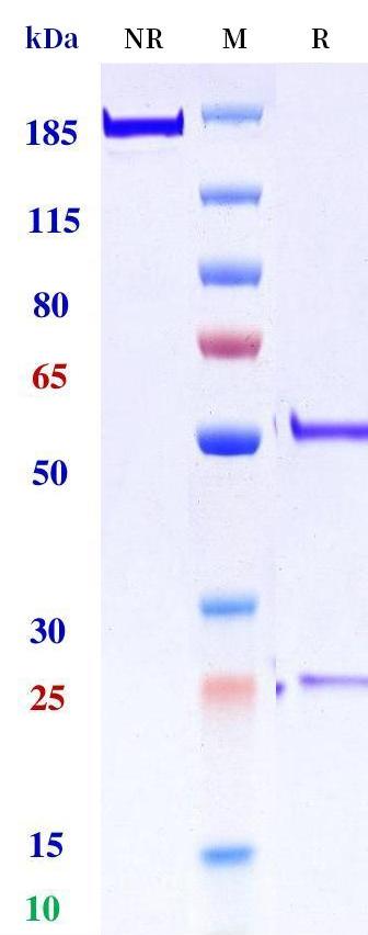 0 - Anti-EPHA4 Reference Antibody (NIH patent anti-EPHA4) APR11405