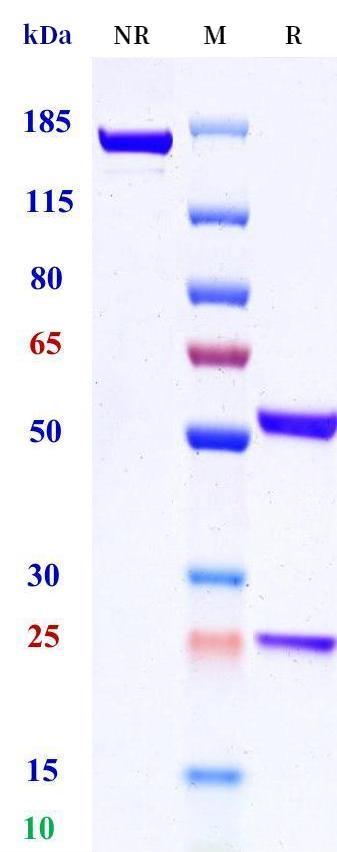 0 - Anti-ALK7 Reference Antibody (Acceleron patent anti-ALK7) APR11406
