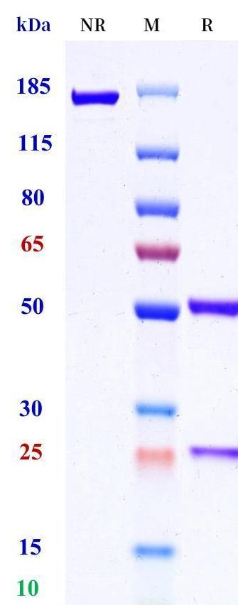 0 - Anti-Ephrin-B2 Reference Antibody (Medimmune patent anti-Ephrin-B2) APR11407