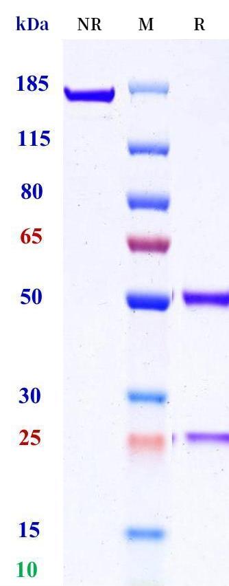 0 - Anti-BMPR1B Reference Antibody (Abbvie StemCentrx patent anti-BMPR1B) APR11408