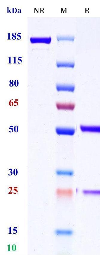 0 - Anti-CD1a Reference Antibody (Pfizer patent anti-CD1a) APR11409
