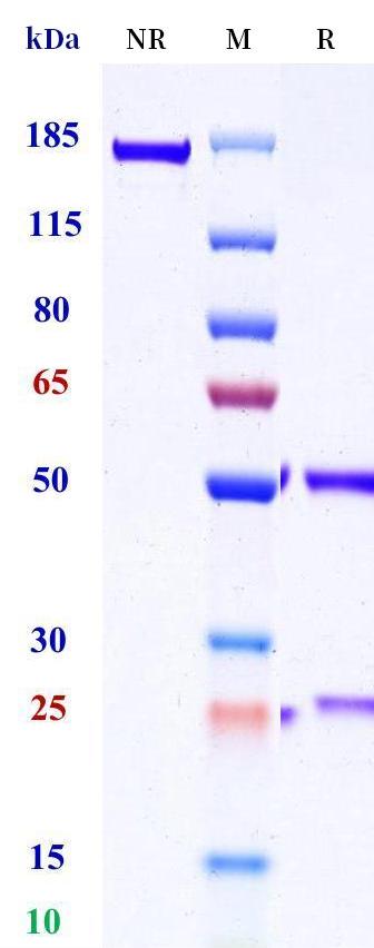 0 - Anti-CCR9 Reference Antibody (Medimmune patent anti-CCR9) APR11410