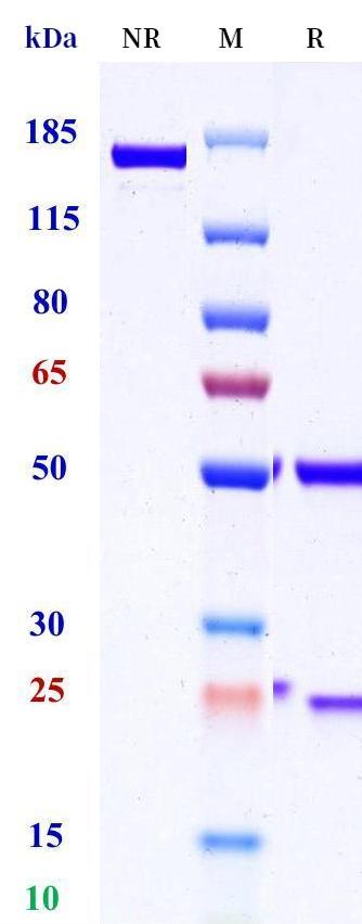 0 - Anti-CLDN9 Reference Antibody (Daiichi Sankyo patent anti-CLDN9) APR11411