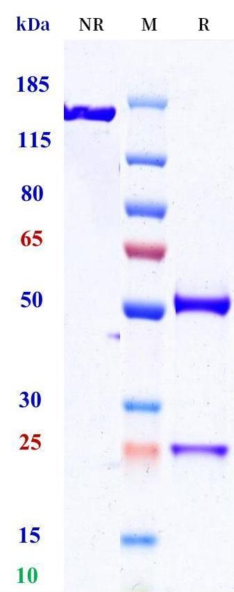 0 - Anti-CD180 Reference Antibody (Champions Oncology patent anti-CD180) APR11412