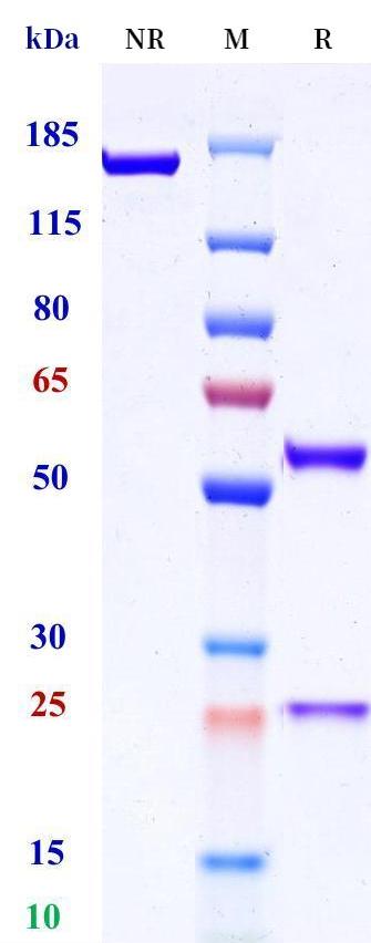 0 - Anti-Kremen2 Reference Antibody (Abbvie Stemcentrx patent anti-Kremen2) APR11413