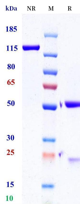 0 - Anti-EPHA4 Reference Antibody (Eisai patent anti-Epha4) APR11415