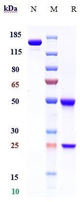 0 - Anti-AXL / UFO Reference Antibody (Bluebird Bio patent anti-CD79A CAR) APR11416
