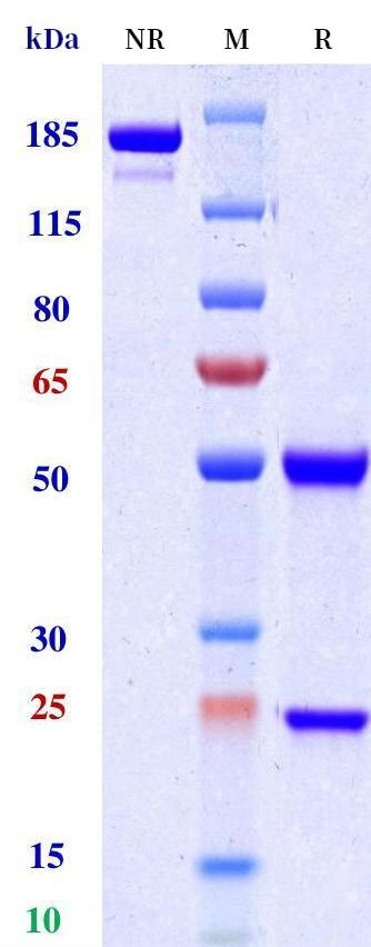 0 - Anti-CCL28 Reference Antibody (Lilly patent anti-CCL28) APR11418