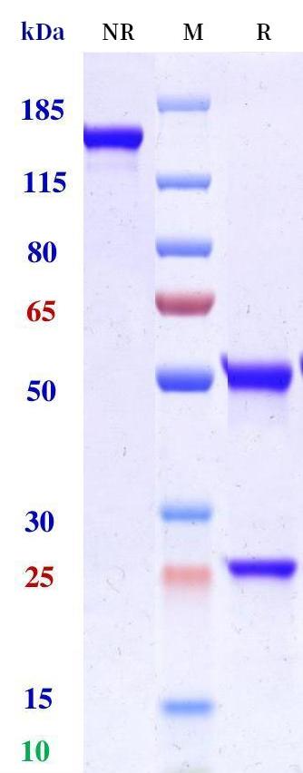 0 - Anti-TPSAB1 Reference Antibody (MTPS9579A) APR11419