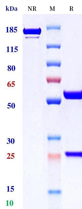 0 - Anti-Glucagon Reference Antibody (Regeneron patent anti-Glucagon) APR11421