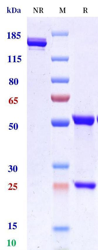 0 - Anti-IL-34 Reference Antibody (Genentech patent anti-IL-34) APR11423
