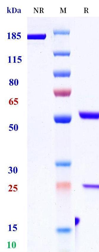 0 - Anti-IL-10Rα Reference Antibody (KHK patent anti-IL-10Rα) APR11428