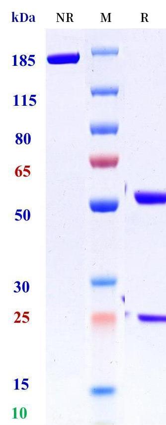 0 - Anti-MCT1 Reference Antibody (Immunometabolism patent anti-MCT1) APR11429