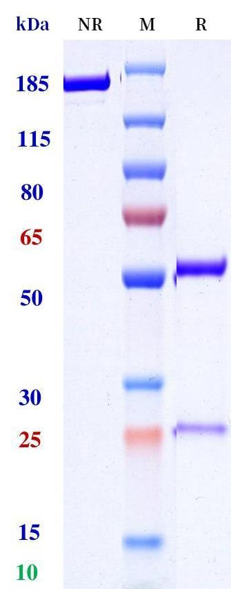 0 - Anti-CD84 Reference Antibody (City of Hope patent anti-CD84) APR11430