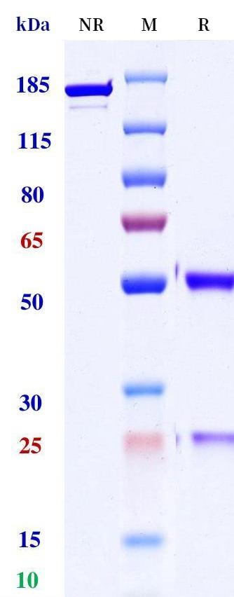 0 - Anti-CD300C Reference Antibody (CentricsBio patent anti-CD300C) APR11431