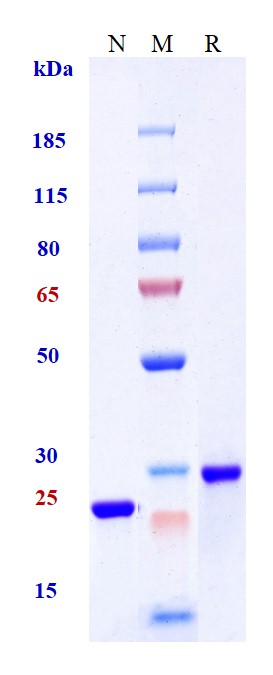 0 - Anti-IL-10Rα Reference Antibody (Synthekine patent anti-IL-10RA) APR11435