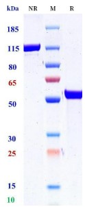 0 - Anti-IL-10RB Reference Antibody (Synthekine patent anti-IL-10RB) APR11436