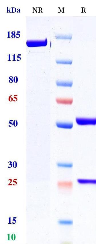 0 - Anti-P2XR4 Reference Antibody (Medimmune patent anti-P2XR4) APR11439
