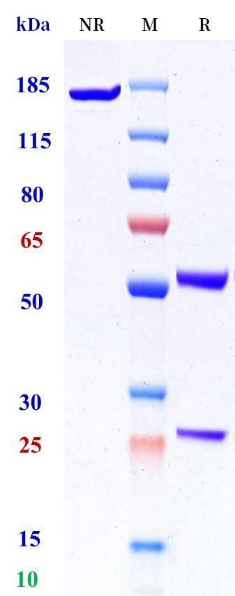 0 - Anti-CCR1 / CD191 Reference Antibody (KHK patent anti-CCR1) APR11440