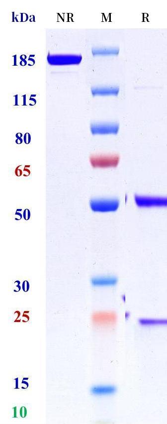 0 - Anti-CNTFR Reference Antibody (Regeneron patent anti-CNTFR) APR11441
