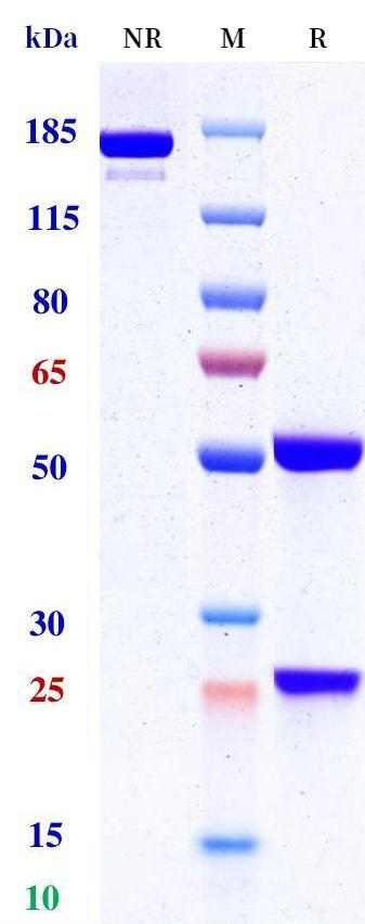 0 - Anti-CD79 Reference Antibody (Nepenthe patent anti-CD79) APR11443