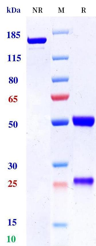 0 - Anti-Notch2 Reference Antibody (Genentech patent anti-Notch2) APR11445