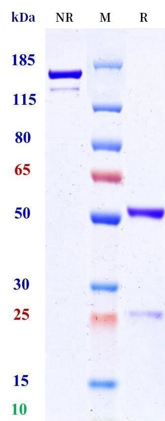 0 - Anti-IL-32 Reference Antibody (ImmunoQure patent anti-IL-32) APR11447