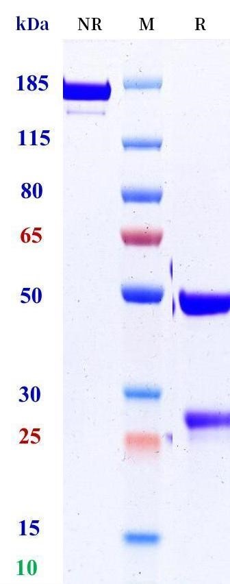 0 - Anti-IGSF1 Reference Antibody (WM-A1-3389) APR11448