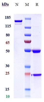 0 - Anti-RNF43 Reference Antibody (StemCentRx patent anti-RNF43) APR11450