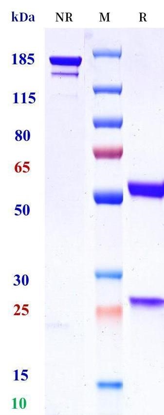 0 - Anti-TNFSF6 / FASL / CD178 Reference Antibody (Medimmune anti-FasL) APR11451