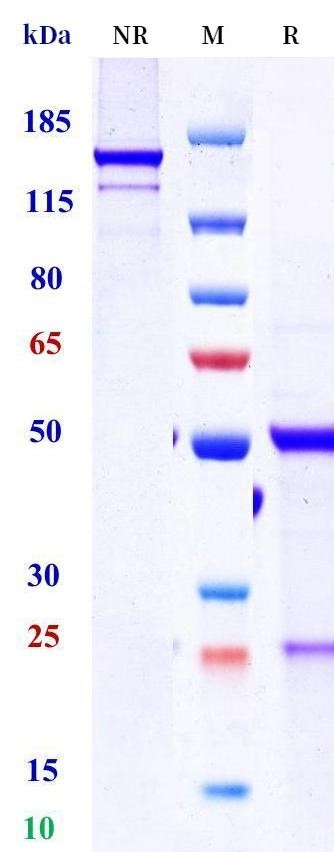 0 - Anti-CD72 Reference Antibody (Cero patent anti-CD72 CAR) APR11452
