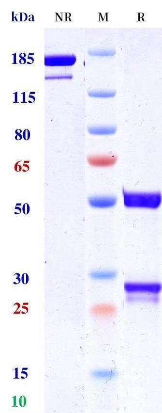 0 - Anti-CTLA-4 / CD152 Reference Antibody (Muzastotug) APR11453
