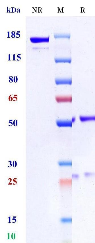 0 - Anti-IL-24 Reference Antibody (ArgenX patent anti-IL-24) APR11454