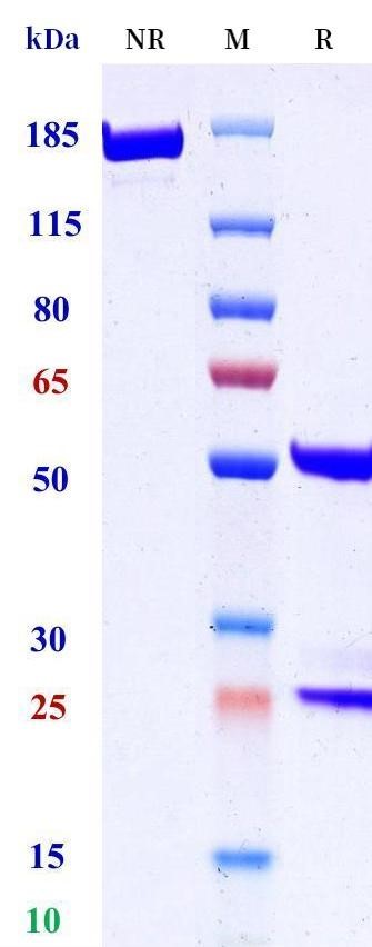 0 - Anti-DKK2 Reference Antibody (HJB (Hangzhou) patent anti-DKK2) APR11455