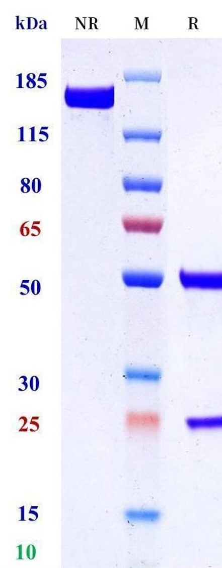 0 - Anti-Galanin Reference Antibody (Amgen patent anti-Galanin) APR11456