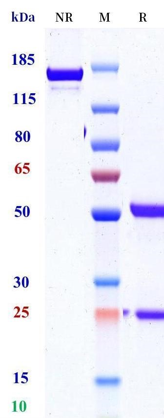 0 - Anti-ApoCIII Reference Antibody (Glaxo patent anti-ApoCIII) APR11457