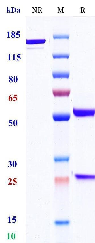 0 - Anti-PAR1 Reference Antibody (Novartis patent anti-PAR1) APR11458