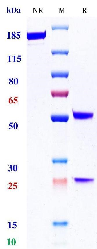 0 - Anti-IL-23 Reference Antibody (CNTO 4088) APR11460