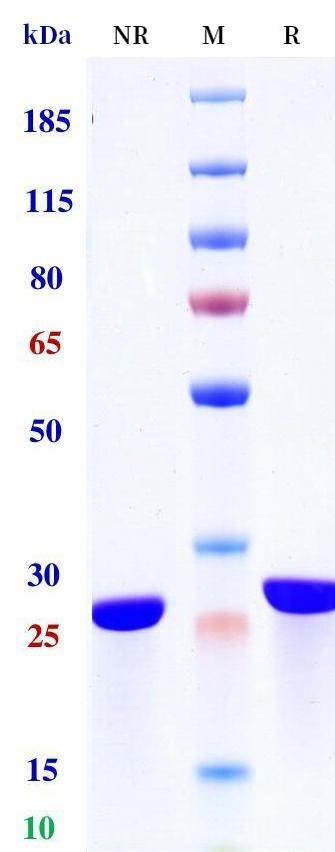 0 - Anti-vWF Reference Antibody (caplacizumab) APR11462