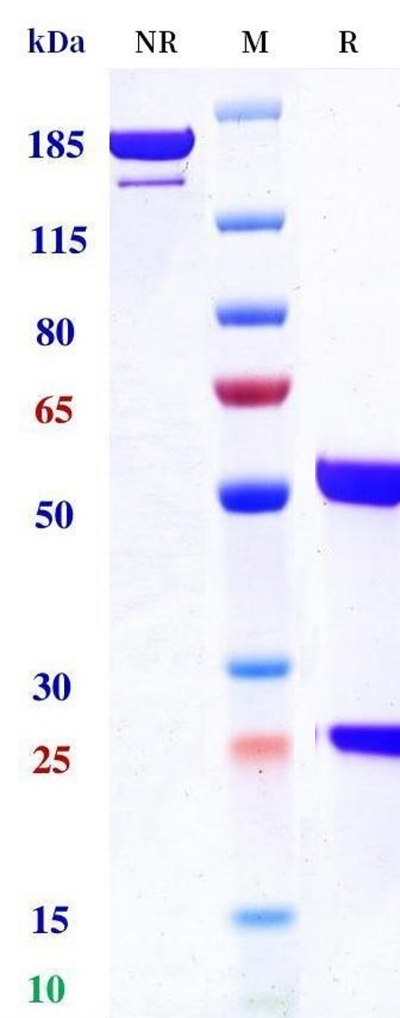 0 - Anti-TAG-72 Reference Antibody (Minretumomab) APR11465