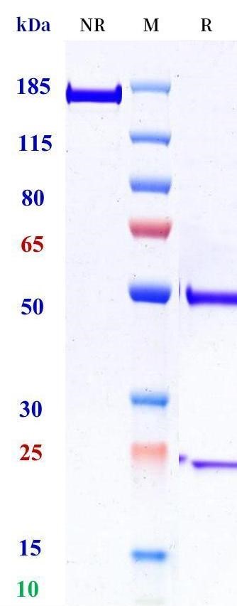 0 - Anti-Vimentin Reference Antibody (Pritumumab) APR11466