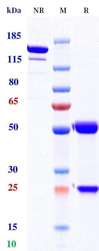 0 - Anti-CDH6 / K-Cadherin Reference Antibody (Raludotatug) APR11467