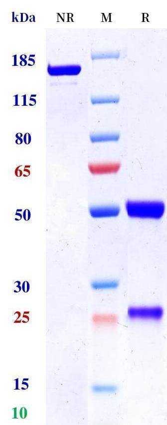 0 - Anti-MUC1 Reference Antibody (sontuzumab） APR11468