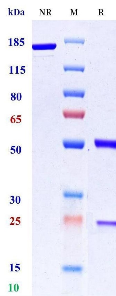 0 - Anti-Epiregulin Reference Antibody (Fepixnebart) APR11469