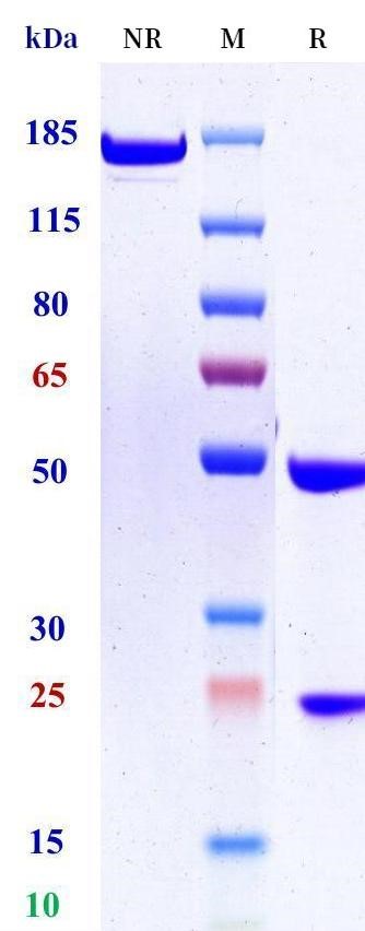 0 - Anti-IL-2 Reference Antibody (MT204) APR11470