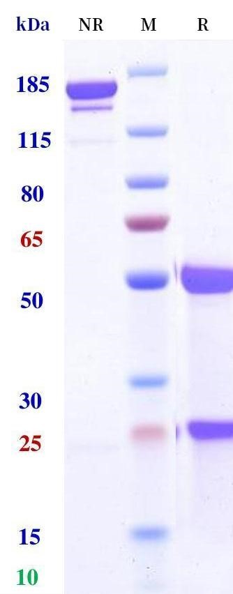 0 - Anti-KLRG1 Reference Antibody (Ulviprubart） APR11471
